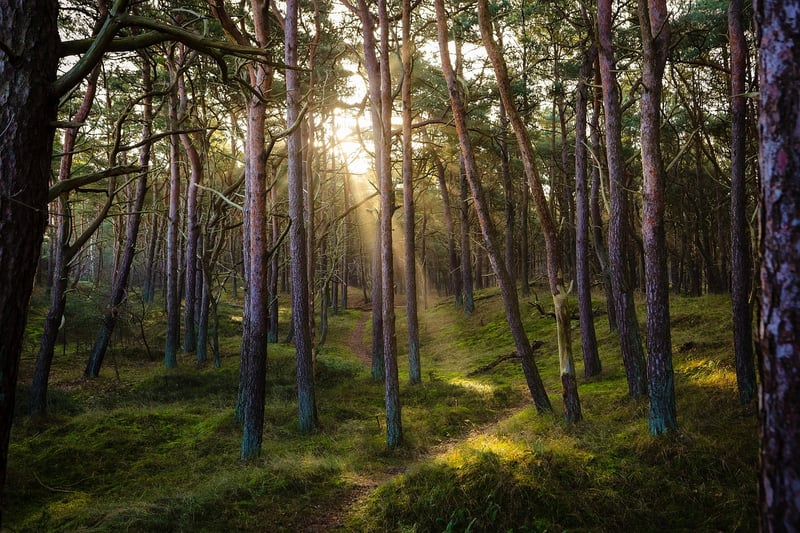 Enchanted Forest Wedding